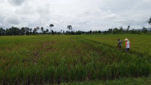 Ratusan Hektar Padi Mengering, Petani Sukorambi Terancam Rugi Besar