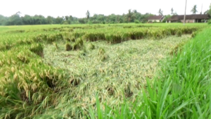 Angin Kencang Robohkan Puluhan Hektar Padi, Petani Antirogo Merugi