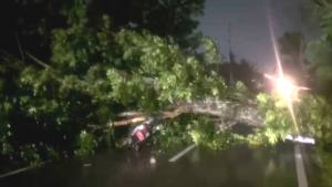 Hujan dan Angin Kencang, Pohon Mahoni Tumbang Timpa Ibu dan Anak di Ajung Jember