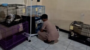 PENITIPAN HEWAN DI JEMBER NAIK TIGA KALI LIPAT JELANG LEBARAN