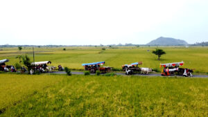 Tradisi Pegon Jember, Ratusan Warga Iring-iringan Kereta Sapi Menuju Pantai Watu Ulo