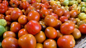 Pasokan Berkurang, Harga Tomat di Jember Melambung Hingga Dua Kali Lipat